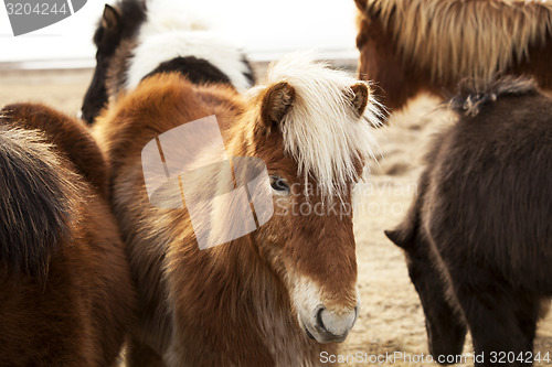 Image of Portrait of an Icelandic pony with blonde mane
