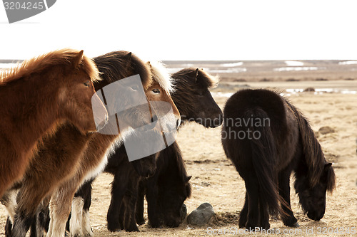 Image of Herd of Icelandic ponies 