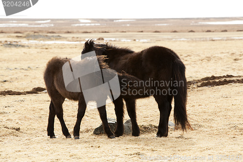 Image of Young Icelandic foal with mother on a meadow