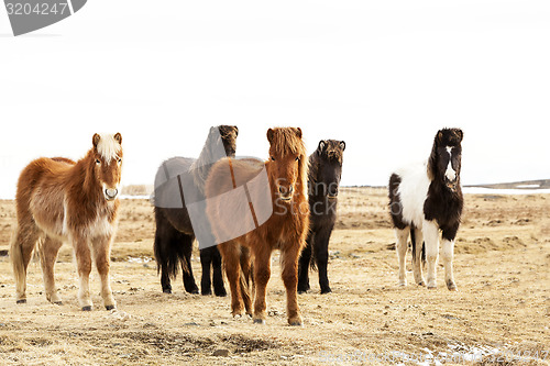 Image of Herd of Icelandic ponies 