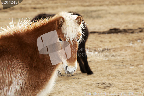 Image of Portrait of an Icelandic pony with blonde mane