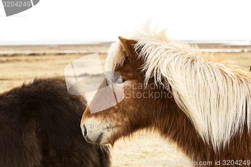 Image of Portrait of an Icelandic pony with blonde mane