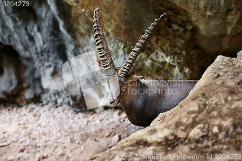 Image of Alpine Ibex