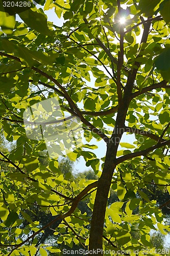 Image of Leaves