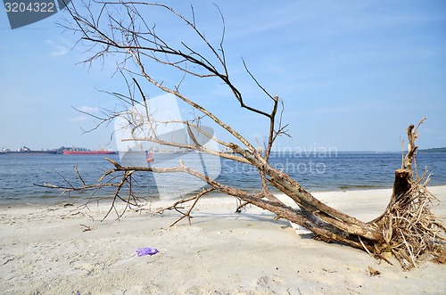 Image of A fallen and decaying tree laying on the beach 