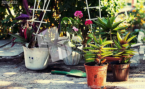 Image of care of ornamental flowers in pots in the spring 