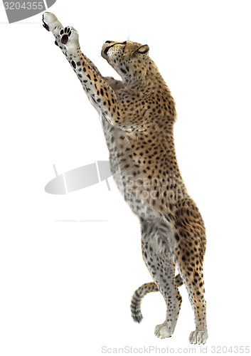 Image of Cheetah