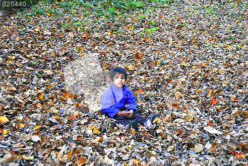 Image of Fall Foliage