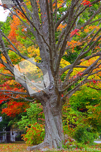 Image of Fall Foliage