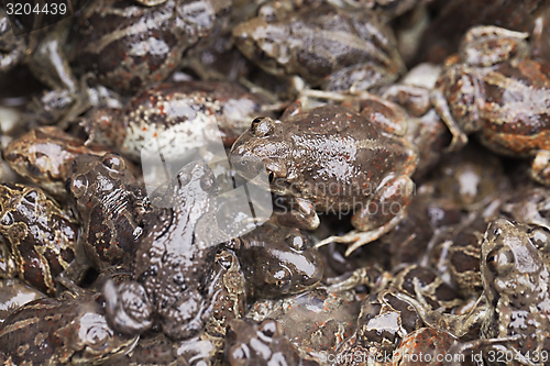Image of Frogs in a pile
