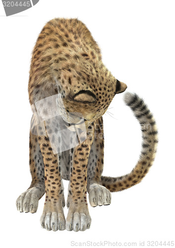 Image of Cheetah