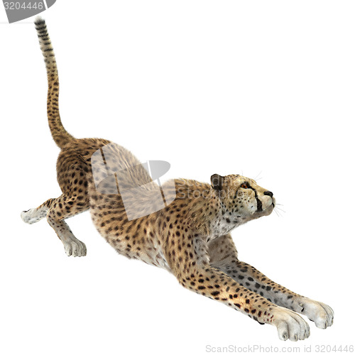 Image of Cheetah