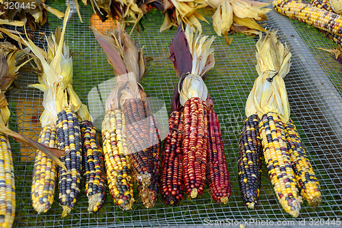 Image of Indian Corn