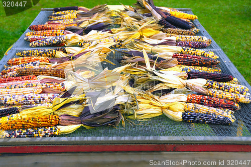 Image of Indian Corn