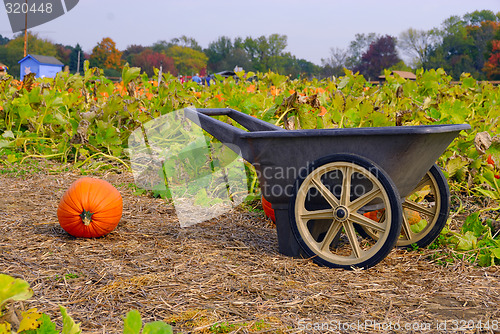 Image of Harvest