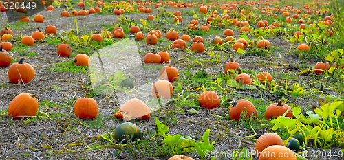 Image of Pumpkins