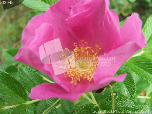 Image of wild flower