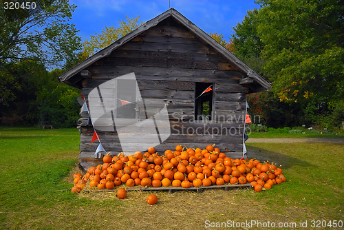 Image of Pumpkins