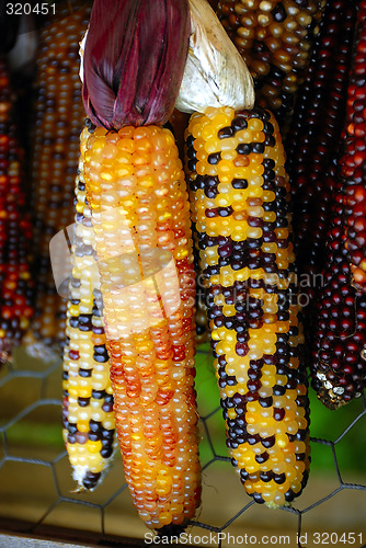 Image of Indian Corn