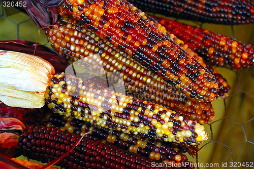 Image of Indian Corn