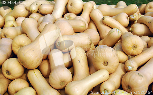 Image of Squash