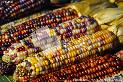 Image of Indian Corn