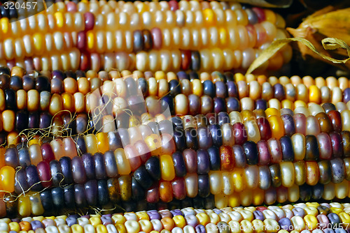 Image of Indian Corn