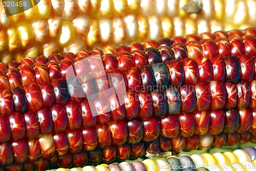 Image of Indian Corn