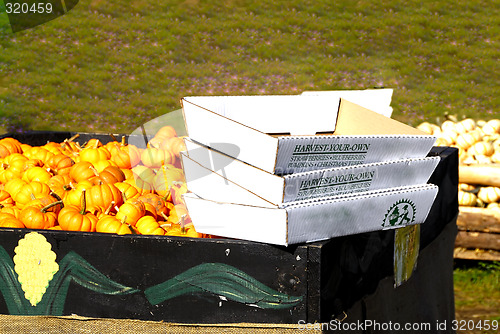 Image of Pumpkins