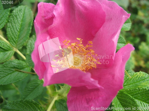 Image of wild flower2