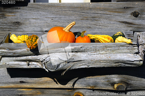 Image of Pumpkins