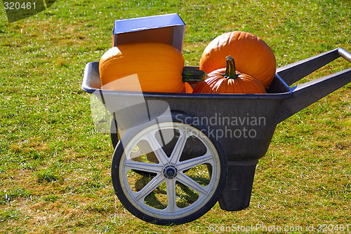 Image of Pumpkins