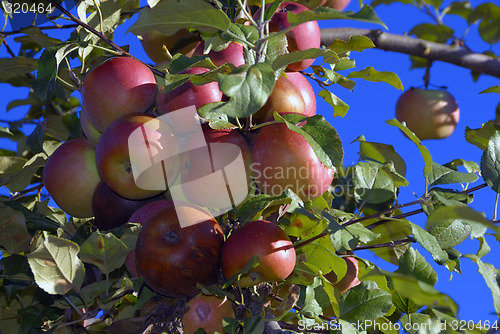 Image of Apples