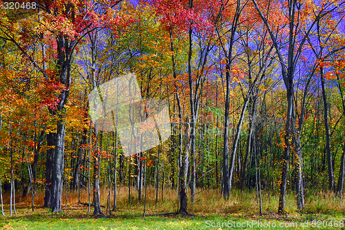 Image of Fall Foliage