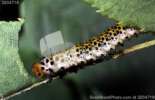 Image of Rose sawfly larva. Arge ochropus.