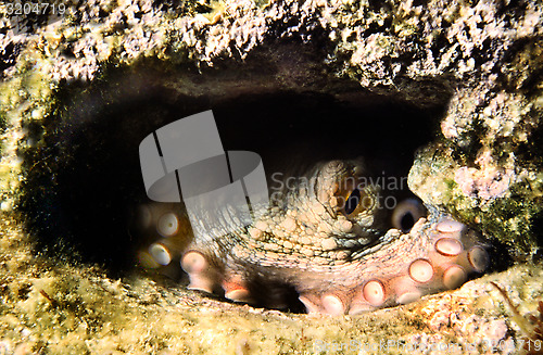 Image of Common Octopus in a cave. Octopus Vulgaris