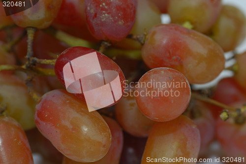 Image of Grapes