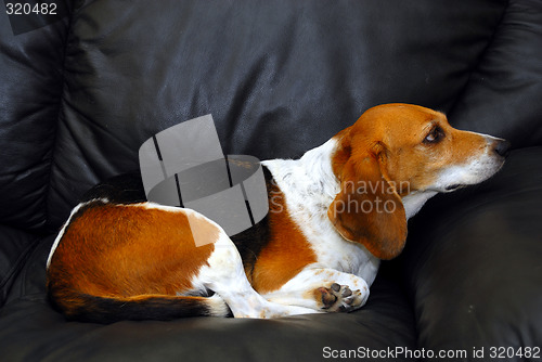 Image of Dog