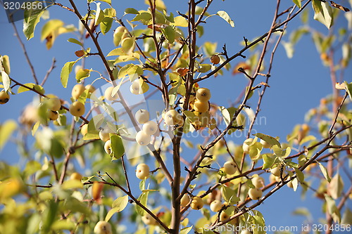 Image of Ripe apples