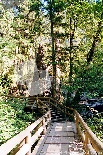 Image of forest walking path