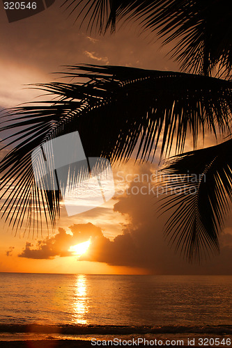 Image of Tropical Sundown