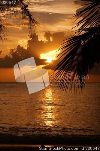 Image of Tropical Sundown