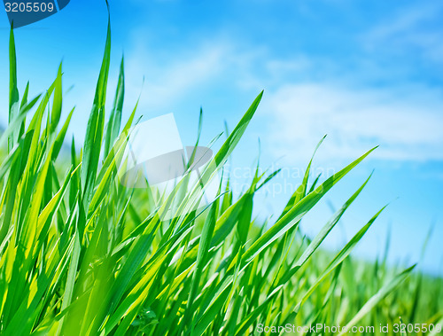 Image of green grass