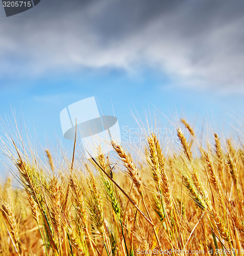 Image of wheat field