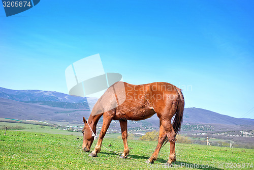 Image of horse on field