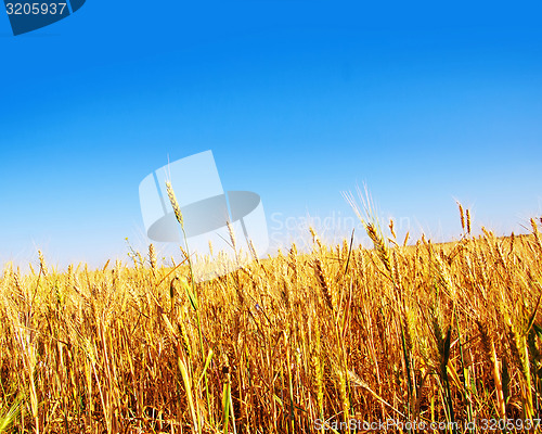 Image of wheat field