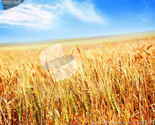 Image of wheat field