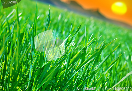 Image of green grass