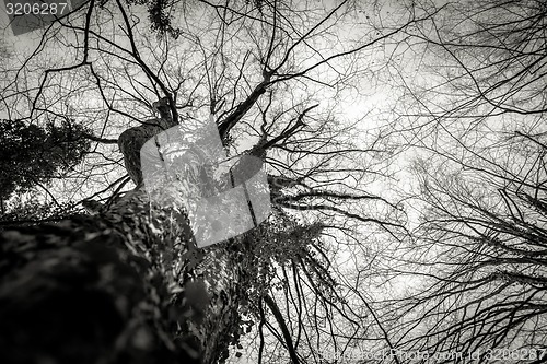 Image of Abstract hoto of some winter branches