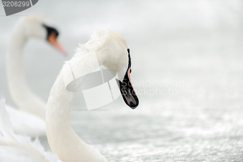 Image of Swan swimming with ducks